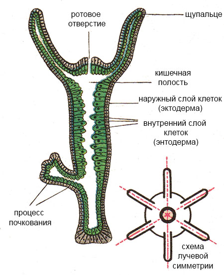 Что с кракеном сегодня сайт