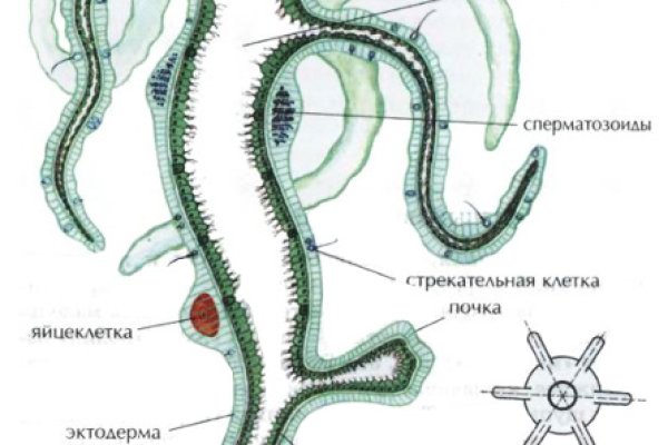 Почему в кракене пользователь не найден