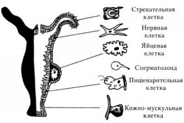 Кракен сайт 18at